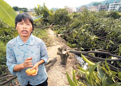 福州村民果树遭夜砍，上百棵果树一夜遭破坏事件