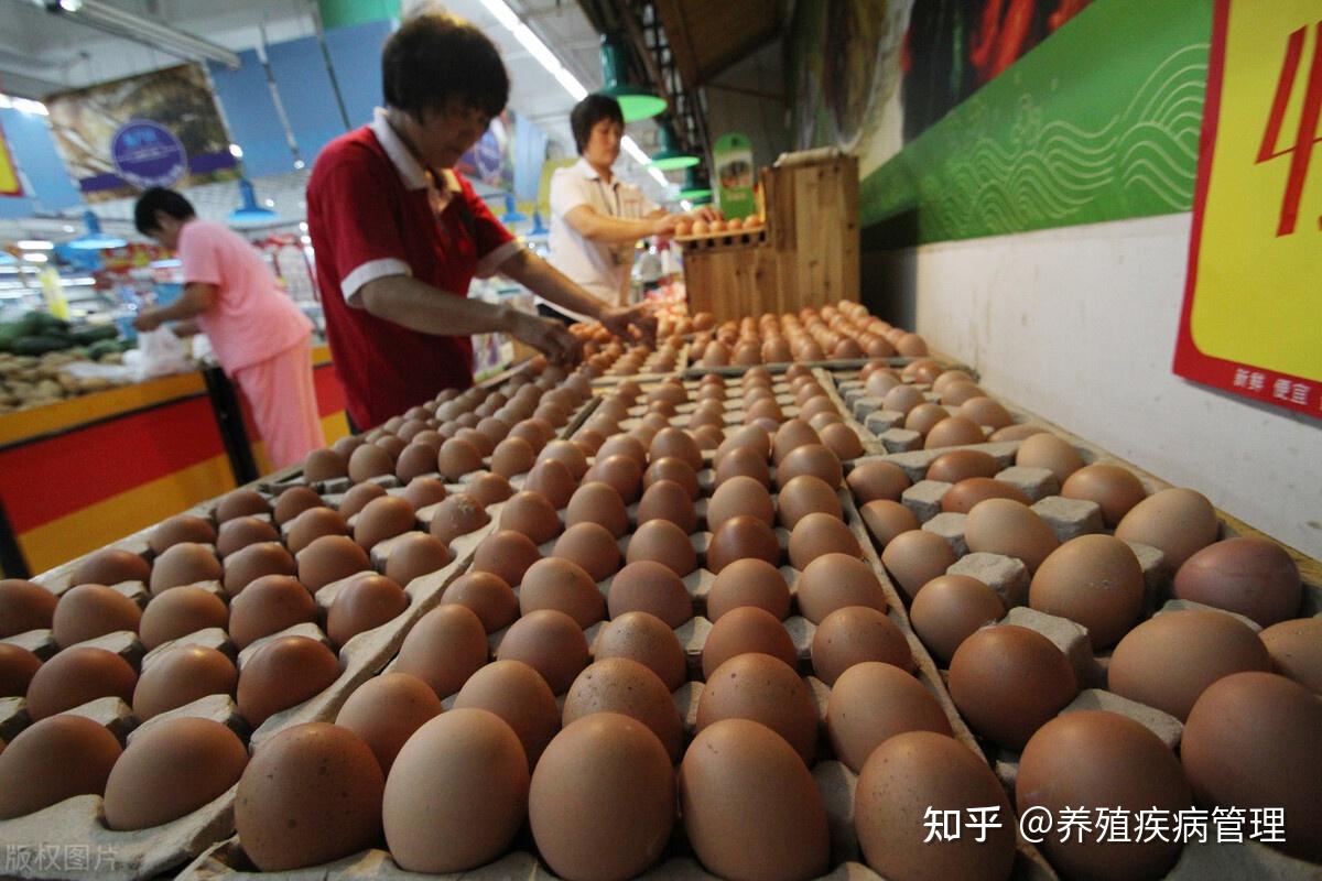 诚信鸡蛋哥闭店前的辉煌与责任，兑现鸡蛋18900斤的故事回顾