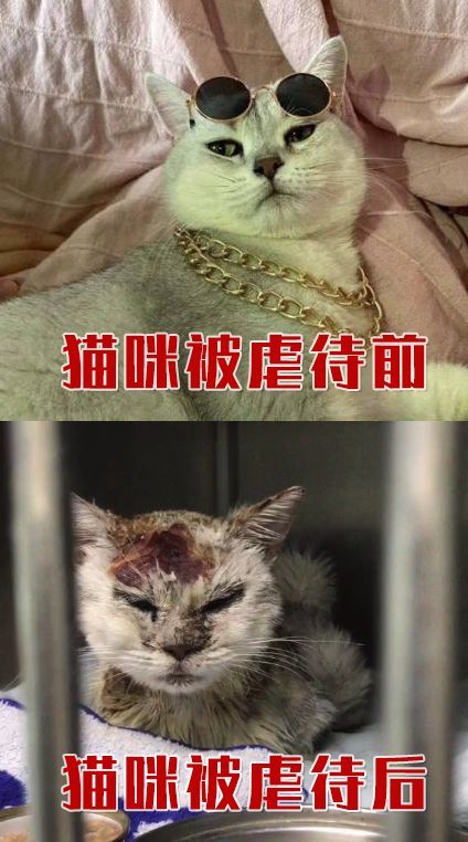 警方介入华中农大学生虐猫事件，反思与探讨