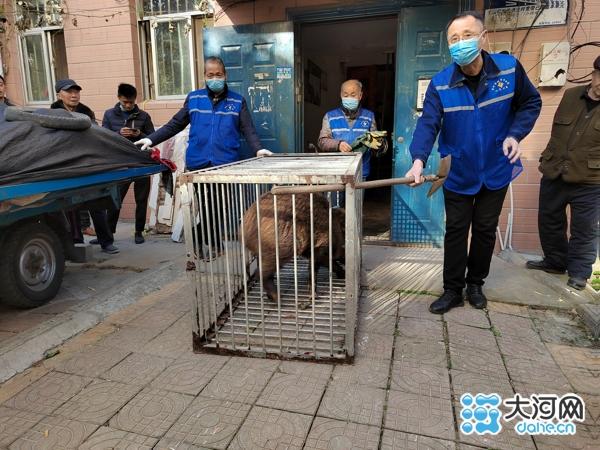 河南野猪闯入居民家伤人事件深度剖析