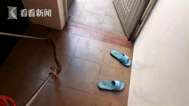 物业通知，全面禁止住户养宠物及实施违规捕杀措施的规定