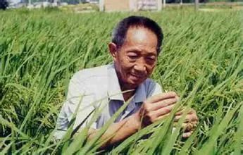 The Life Story of Yuan Longping: Agricultural Innovator and Pioneering Spirit