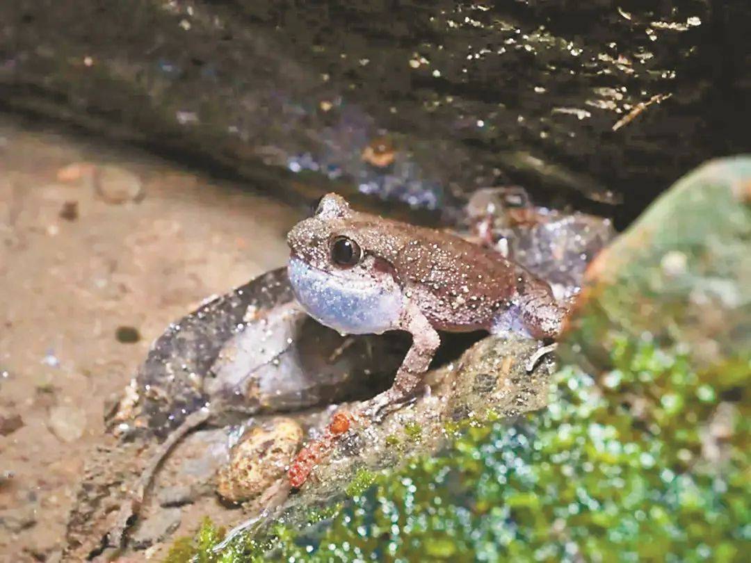 浙江发现两栖动物新物种，开启生物多样性新篇章探索之旅