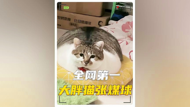 网红猫星张煤球，胖猫视频中的明星猫咪故事