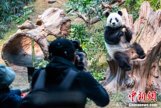 赠港大熊猫安安可可，跨越千山万水的美好邂逅