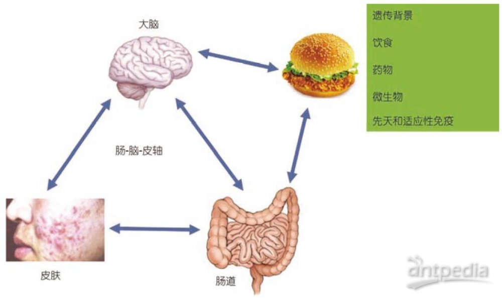 肠道病毒与食物成瘾关联研究揭秘