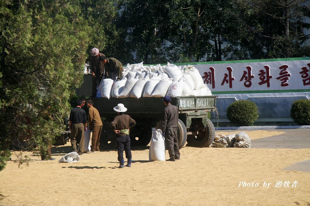 缺粮危机下的连锁反应，粮食价格与供需失衡的科学探讨