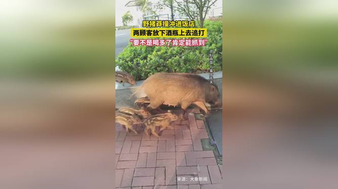 重庆饭馆惊现野猪，食客英勇联手捕获