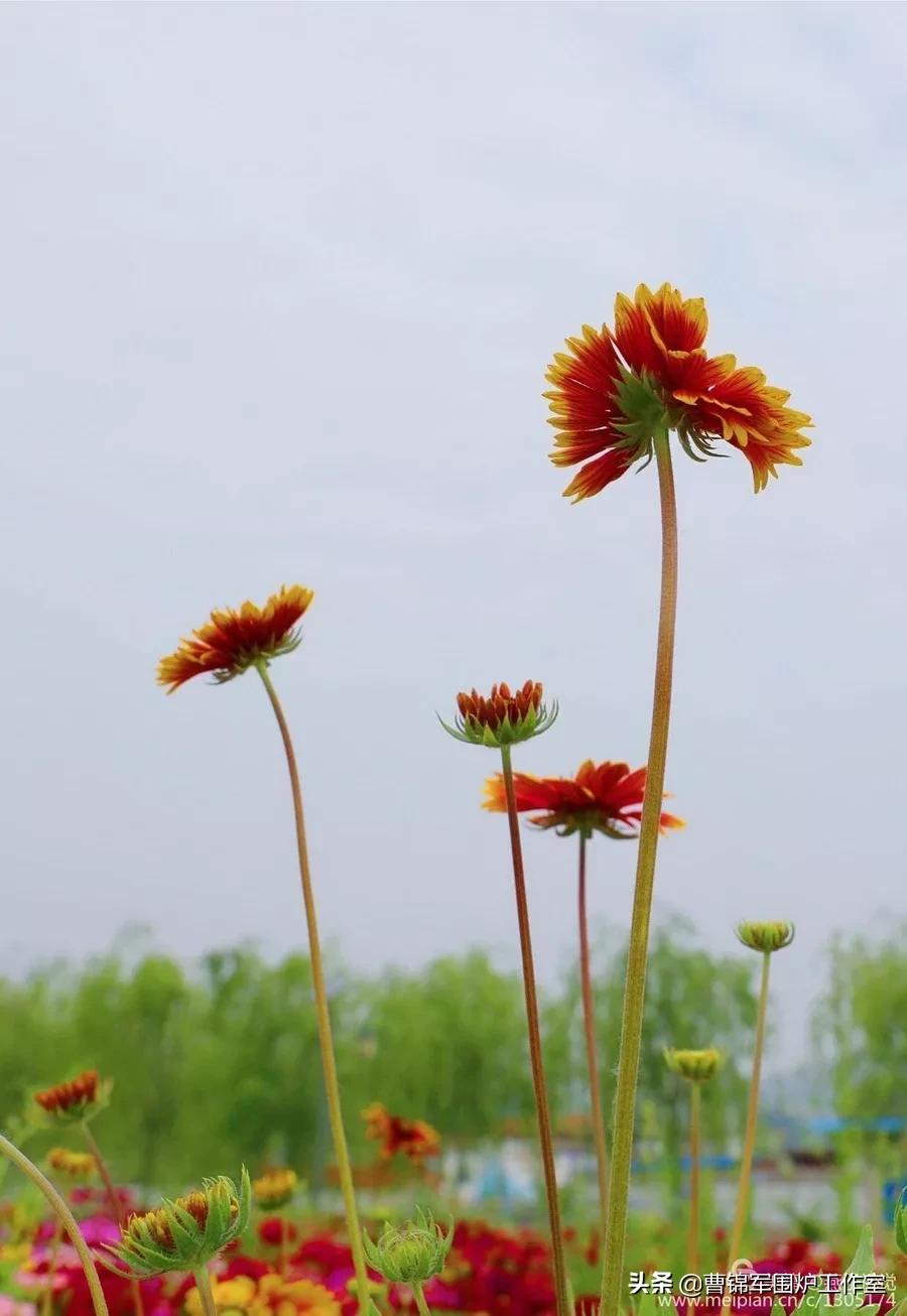 繁花细品，人生道理的探寻与领悟