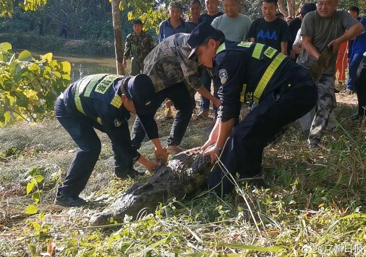 云南特警击毙脱逃鳄鱼，事件回顾与应对