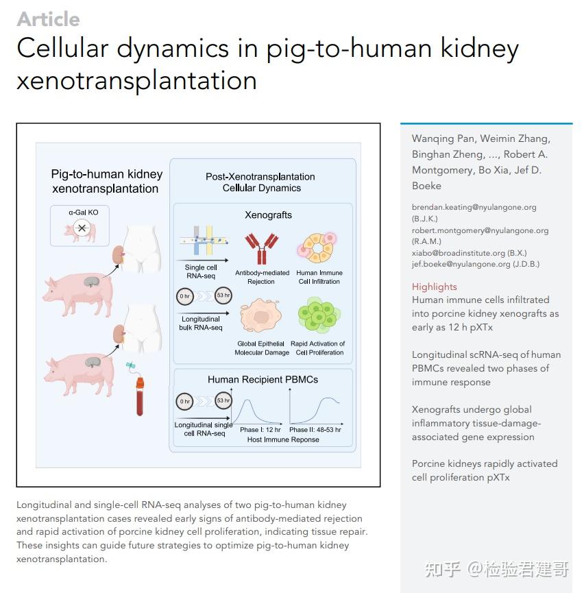 全球第三例基因编辑猪肾移植手术成功实施