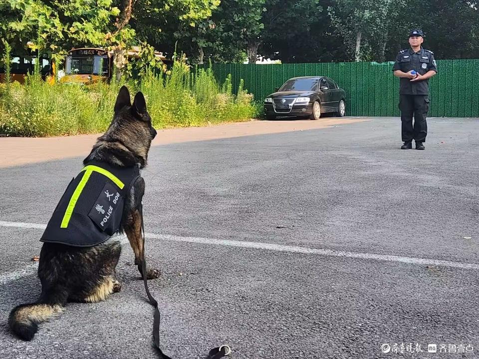 警犬的专注，特警车载侦查行动揭秘