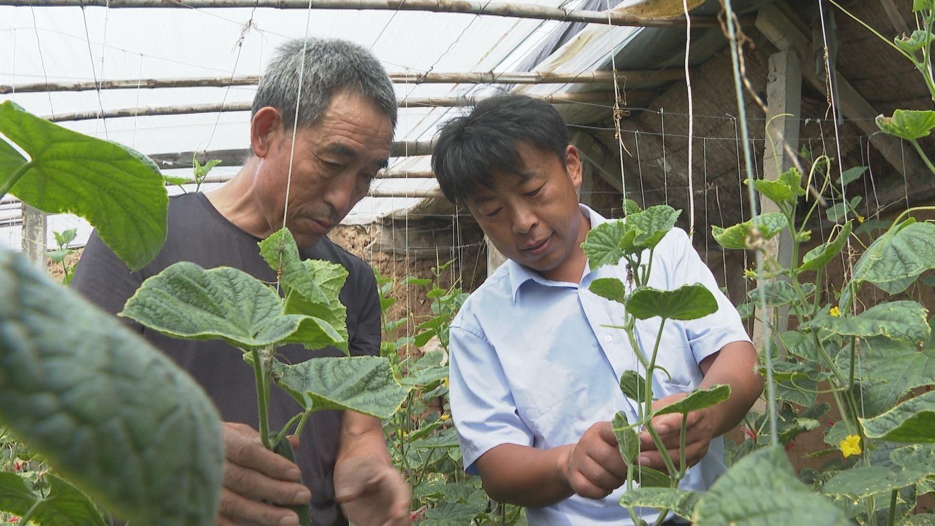 中国烟花在德国订单飙升，文化魅力引发国际共鸣