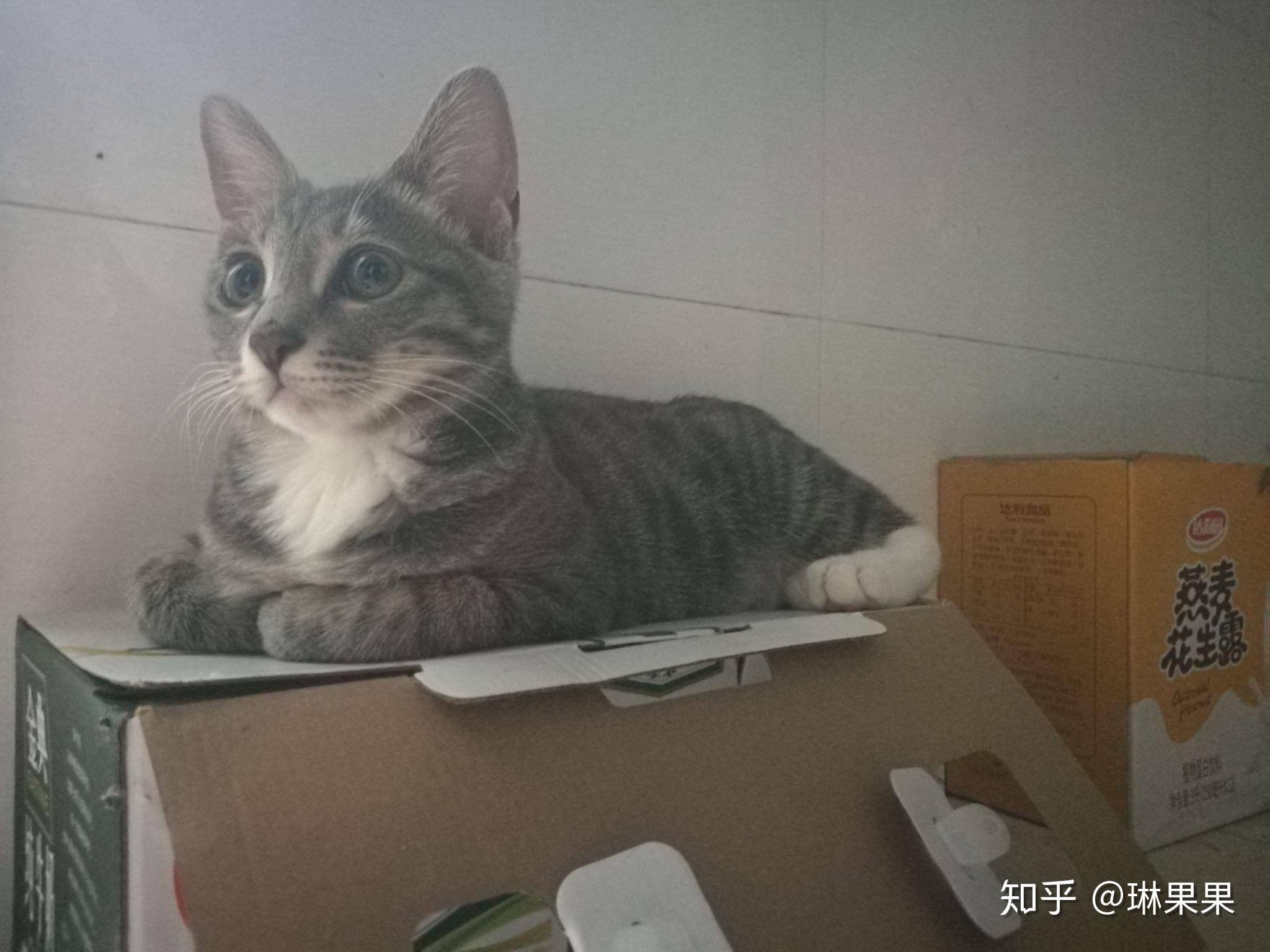 中国狸花猫优缺点的深度探讨